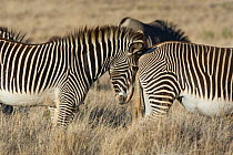 Grevy's Zebra (Equus grevyi) one zebra rubbing its head on another's rear, Lewa Wildlife Conservancy, Northern Kenya, Endangered species