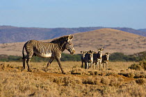Grevy's Zebra (Equus grevyi) group in landscape, Lewa Wildlife Conservancy, Northern Kenya
