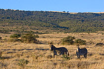 Grevy's Zebra (Equus grevyi) pair in landscape, Lewa Wildlife Conservancy, Northern Kenya