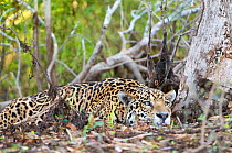 Jaguar (Panthera onca) resting beside the Cuiaba River, Pantanal, Brazil *Digitally removed wound on Jaguar's face