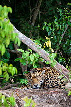 Jaguar (Panthera onca) sleeping beside the Cuiaba River, Pantanal, Brazil *Digitally removed wound on Jaguar's face