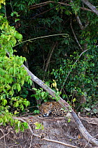 Jaguar (Panthera onca) sleeping beside the Cuiaba River, Pantanal, Brazil *Digitally removed wound on Jaguar's face