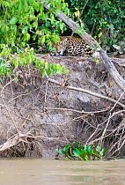 Jaguar (Panthera onca) sleeping on river bank beside the Cuiaba River, Pantanal, Brazil