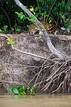Jaguar (Panthera onca) resting on river bank beside the Cuiaba River, Pantanal, Brazil *Digitally removed wound on Jaguar's face