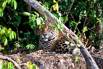 Jaguar (Panthera onca) large male with wound on his face, resting beside the Cuiaba River, Pantanal, Brazil
