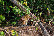 Jaguar (Panthera onca) resting beside the Cuiaba River, Pantanal, Brazil *Digitally removed wound on Jaguar's face