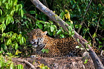 Jaguar (Panthera onca) with wound on face, appearing to snarl, Cuiaba River, Pantanal, Brazil