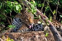 Jaguar (Panthera onca) grooming, resting beside Cuiaba River, Pantanal, Brazil *Digitally removed wound on Jaguar's face