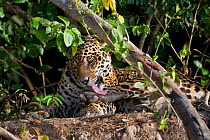 Jaguar (Panthera onca) grooming, resting beside Cuiaba River, Pantanal, Brazil *Digitally removed wound on Jaguar's face