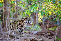 Jaguar (Panthera onca) one-year cub amongst vegetation near the Cuiaba River, Pantanal, Brazil