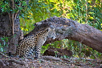 Jaguar (Panthera onca) one-year cub amongst vegetation near the Cuiaba River, Pantanal, Brazil