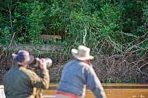 Photographers watching a Jaguar (Panthera onca) on riverbank, Cuiaba River, Pantanal, Brazil, July 2009
