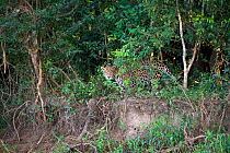 Jaguar (Panthera onca) walking along riverbank, Cuiaba River, Pantanal, Brazil