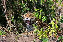 Jaguar (Panthera onca) yawning, Cuiaba River, Pantanal, Brazil *Digitally removed branch from foreground