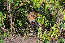 Jaguar (Panthera onca) amongst vegetation on riverbank, Cuiaba River, Pantanal, Brazil *Digitally removed branch from foreground and wound on jaguar's face