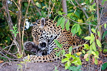 Jaguar (Panthera onca) on riverbank grooming face with paw, Cuiaba River, Pantanal, Brazil *Digitally removed branch from foreground