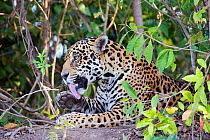 Jaguar (Panthera onca) grooming paw on riverbank, wound on face, Cuiaba River, Pantanal, Brazil *Digitally removed branch from foreground