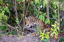 Jaguar (Panthera onca) licking paw on riverbank, Cuiaba River, Pantanal, Brazil *Digitally removed branch from foreground