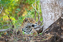 Jaguar (Panthera onca) Cuiaba River, Pantanal, Brazil *Digitally removed wound on jaguar's face