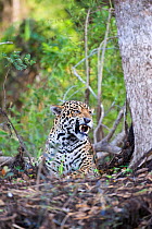 Jaguar (Panthera onca) snarling, Cuiaba River, Pantanal, Brazil *Digitally removed wound on jaguar's face