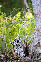 Jaguar (Panthera onca) looking up, watching fly, Cuiaba River, Pantanal, Brazil