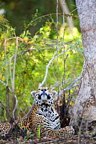 Jaguar (Panthera onca) looking up, watching fly, Cuiaba River, Pantanal, Brazil