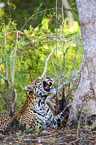 Jaguar (Panthera onca) looking up, snarling, Cuiaba River, Pantanal, Brazil