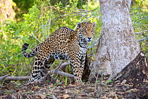 Jaguar (Panthera onca) stretching, Cuiaba River, Pantanal, Brazil *Digitally removed wound on jaguar's face