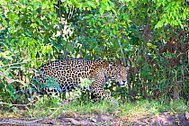 Jaguar (Panthera onca) walking through vegetation, Cuiaba River, Pantanal, Brazil *Digitally removed wound on jaguar's face