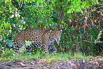 Jaguar (Panthera onca) walking along riverbank, Cuiaba River, Pantanal, Brazil *Digitally removed wound on jaguar's face
