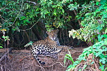 Jaguar (Panthera onca) resting on riverbank, Cuiaba River, Pantanal, Brazil *Digitally removed wound on Jaguar's face