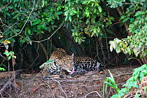 Jaguar (Panthera onca) resting, grooming, on riverbank, Cuiaba River, Pantanal, Brazil