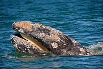 Grey whale (Eschrichtius robustus) spyhopping, showing baleen plates, San Ignacio Lagoon, Baja California, Mexico