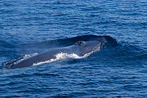 Sei whale (Balaenoptera borealis) at surface, Sea of Cortez (Gulf of California), Baja California, Mexico, Endangered species
