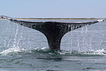 Grey whale (Eschrichtius robustus) fluking, San Ignacio Lagoon, Baja California, Mexico, sequence 2/3