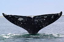 Grey whale (Eschrichtius robustus) fluking, San Ignacio Lagoon, Baja California, Mexico, sequence 3/3