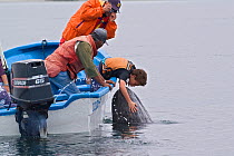 Tourists close to and touching curious Grey whale (Eschrichtius robustus) San Ignacio Lagoon, Baja California, Mexico, February 2005