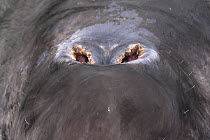 Grey whale (Eschrichtius robustus) close-up of blowhole, San Ignacio Lagoon, Baja California, Mexico