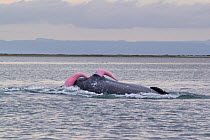 Grey whale (Eschrichtius robustus) mating group showing penises of two males, San Ignacio Lagoon, Baja California, Mexico