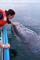 Tourist touching curious Grey whale (Eschrichtius robustus) San Ignacio Lagoon, Baja California, Mexico, February 2005