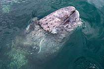 Grey whale (Eschrichtius robustus) calf at surface, San Ignacio Lagoon, Baja California, Mexico