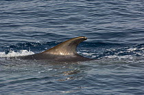 Fin whale (Balaenoptera physalus) dorsal fin at surface, Sea of Cortez (Gulf of California), Baja California, Mexico, Endangered species