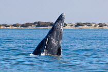 Grey whale (Eschrichtius robustus) breaching, leaping out of the water, San Ignacio Lagoon, Baja California, Mexico