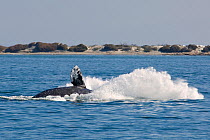 Grey whale (Eschrichtius robustus) breaching, crashing back into the water, San Ignacio Lagoon, Baja California, Mexico