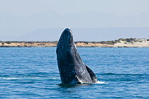 Grey whale (Eschrichtius robustus) breaching, leaping out of the water, San Ignacio Lagoon, Baja California, Mexico