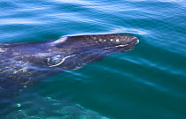 Grey whale (Eschrichtius robustus) calf at the surface, San Ignacio Lagoon, Baja California, Mexico
