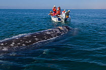 Tourists in small boat beside curious Grey whale (Eschrichtius robustus) San Ignacio Lagoon, Baja California, Mexico, February 2006