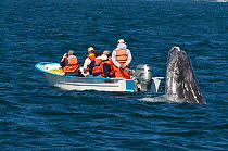 Tourists in small boat facing the other way while a  curious Grey whale (Eschrichtius robustus) surfaces behind them, San Ignacio Lagoon, Baja California, Mexico, no model release, February 2006