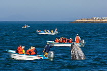 Tourists in small boats watching a curious Grey whale (Eschrichtius robustus) spyhopping, San Ignacio Lagoon, Baja California, Mexico,  February 2006