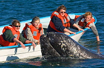 Tourists in small boat beside curious Grey whale (Eschrichtius robustus) San Ignacio Lagoon, Baja California, Mexico,  February 2006